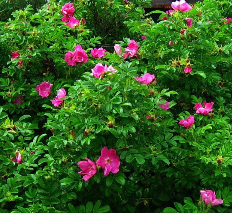 Роза Морщинистая Рубра (Rubra) – Ваш сад